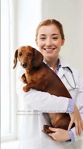 Understanding Yellow Vomiting in Dogs: Causes and Solutions | Mellow Perro