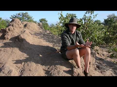 How a termite mound works