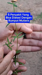1.4M views · 14K reactions | Rumput mutiara #tips #tutorial #viral #reels #jangkauan #sorotan #pengikut #alam #rumputmutiara #cara #reelsfb | Kumpulan Obat Herbal Alami | Facebook