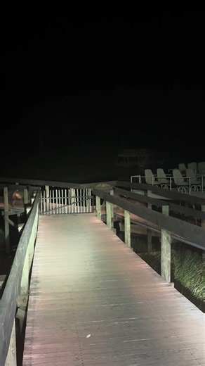 Massive Lion Charges Hyenas in Boardwalk Standoff
