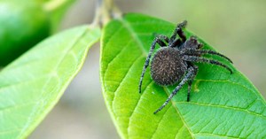 Voici les plus grosses araignées du monde