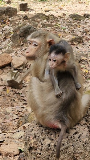 smart baby monkey Addison on Cherry back watching mommy #shorts #shortvideo #shortsfeed