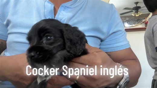 Cachorros Cocker Spaniel en Villahermosa