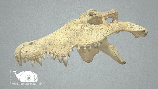 Nile crocodile - 3D model by Natural History Museum, University of Pisa (@MuseoStoriaNaturaleUnipi)