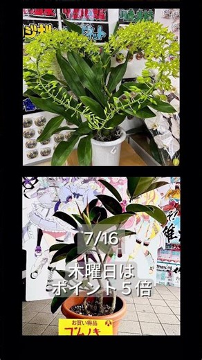お盆の準備はポイント5倍の木曜日に！胡蝶蘭やお供え用品が充実 #武雄温泉物産館 #道の駅 #お盆準備