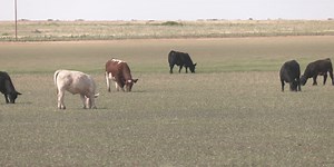 Cattle rustling: Special ranger explains the modern look of an old crime