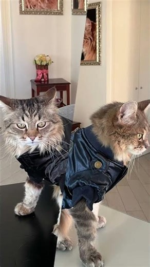 ✨🐾 Un grazie speciale da Code alla Moda ai fratellini Siberiani 🐾✨