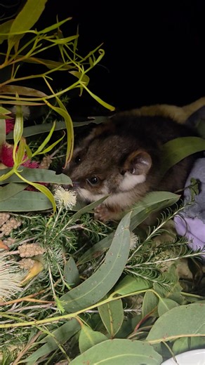 Possum buffet 😍 On Wednesday I collected a small Ringtail Possum joey that was found curled up on the road in Hamilton after being attacked by magpies. We had a look for the family drey that evening but were unable to find it. Before I could even think about what to do with a lone joey, I received two more the next day. One came from Tarrington and the other from Hamilton, both again found curled up on the ground. All three are almost identical in size and have immediately settled with each oth