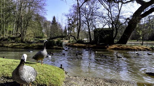 Grippe aviaire : le parc de Clères à nouveau sous surveillance après la mort d’un canard