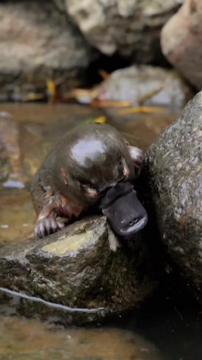 platypus#platypus #cute #animals #animalfacts | platypus