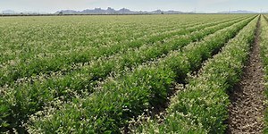 Assembly members Lupardo, Angelino react to new farm-labor overtime laws