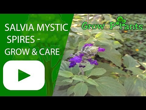 Salvia mystic spires - How to grow and care