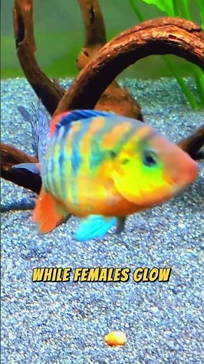 Red Terror Cichlid The Fiery Tyrant of Freshwater Tanks