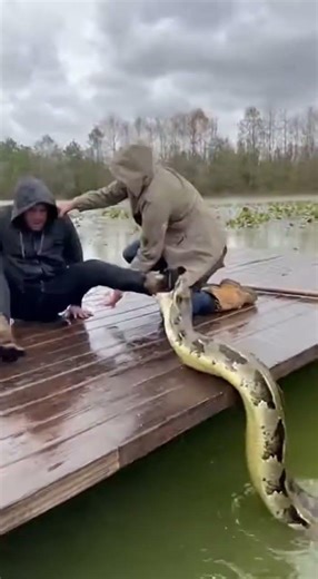 Giant Python Clamps His Boot and Slides Onto the Boards