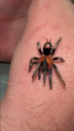 Dwarf Tarantula (Cyriocosmus Elegans). #tarantula #youtubeshorts #trinidad