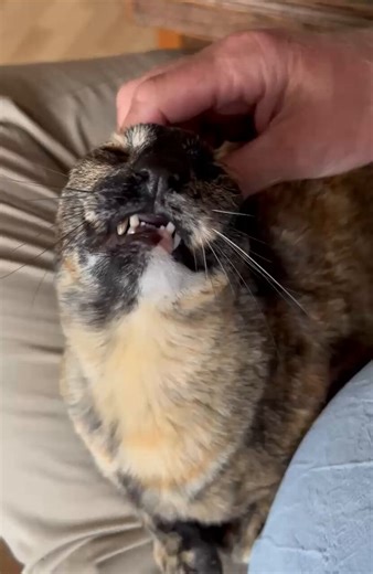 This may look like a deleted scene from an Alien movie but is, in fact, a very happy cat. #QueenDilly