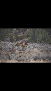 6.8K views · 208 reactions | My new mule Cora is a real gem, but as...