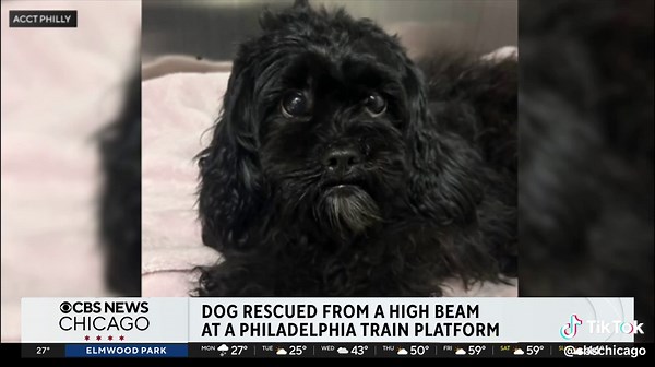 A shih tzu mix named Dottie was rescued after being stranded on a narrow support beam at a train platform in Philadelphia.