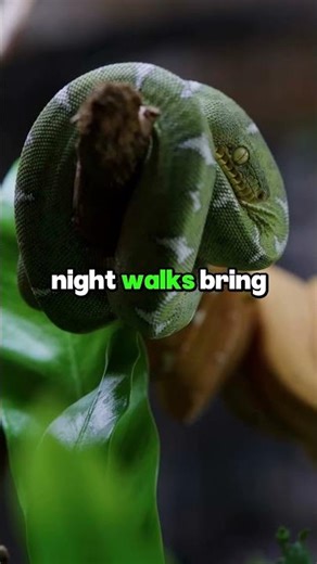 Jungle Herping in Peru: From Day Walks to Night Safaris 🐍🦎