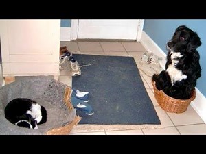 You'll LAUGH SO HARD that you'll FART! - BORDER COLLIES are the FUNNIEST DOGS