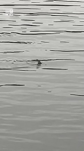 Adorable Shark Moments: From Cute to Deadly