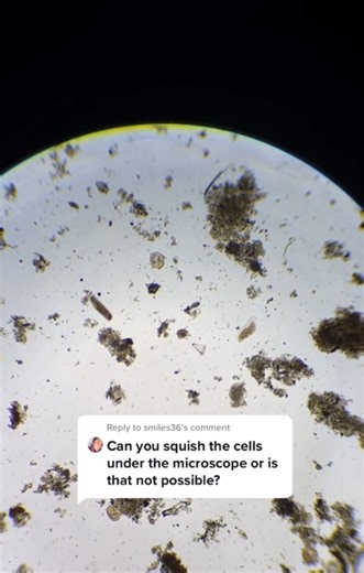 A Close Look at Diatom Digestion: Nature’s Process in Action