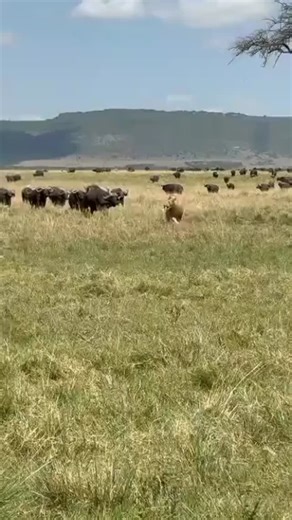 Experience the magic of an African safari and connect with the heart of nature. For reservations: WhatsApp: 255742235772 Email: info@niceafricanadventure.com Web: www.niceafricanadventure.com #adventures #AdventureTime #PicOfTheDay #VacationMode #holiday #Summer #amazing #TravelAddict #traveler #ExploreMore #InstaTravel #InstaDaily #Wanderlust #TravelGram #NaturePhotography #NatureLovers #TravelPhotography #AnimalKingdom #VacationTime #tours #TravelMore #destination #travellife #traveling #touri