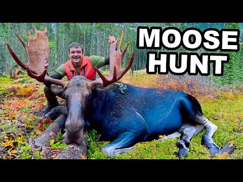 I Hunted Moose with My Bow and Arrow!