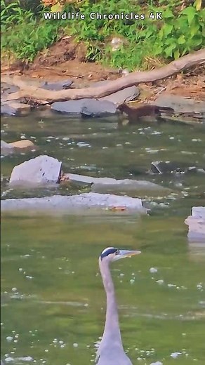 River Mink Showing Heron How to Catch Fish - Wildlife Chronicles 4K