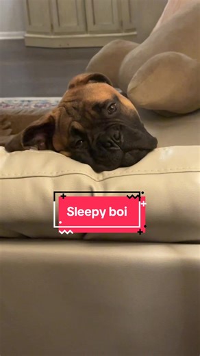 Sleepy Bullmastiff Puppy: The Adorable Ruff Life