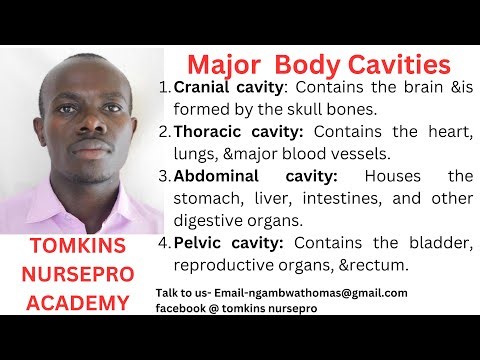 HUMAN ANATOMY: BODY CAVITIES