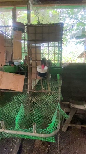 Battery breeding natin mga shamo natin for meat type po