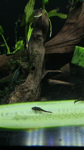 KTK AQUATICS on TikTok