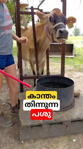കാന്തം തിന്നുന്ന പശു