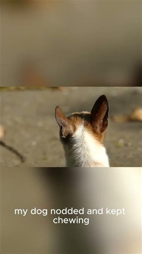 Dog Chew Training Tips That Actually Work 🐶🦴