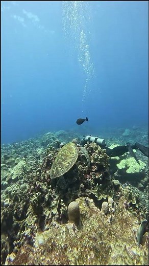 Green sea turtles #tropicalfish #save the oceans #4k #asmr #shorts #aquarium #nature #fun #adventure