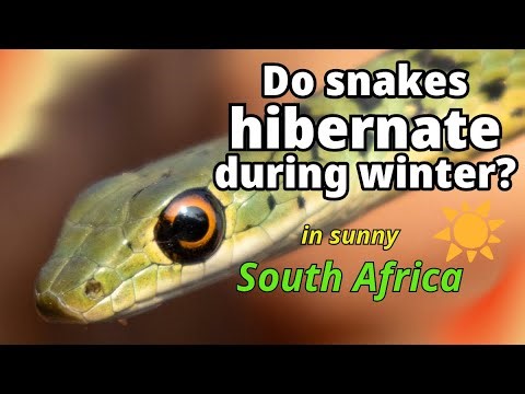 Do snakes hibernate in temperate regions?