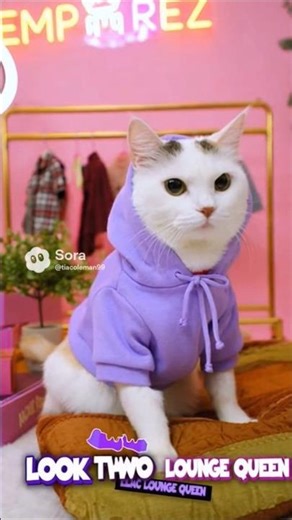 Emprez 's Fashion haul try on!#catshorts #funnyanimals #subscribe @Lovelyladybug993@