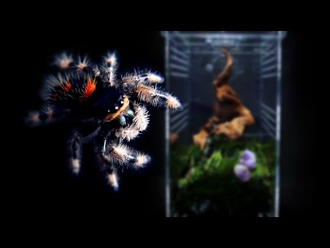 Making of jumpin spider enclosure setup (Phidippus Regius)