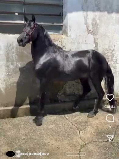 edit cavalo mm preto para Isa