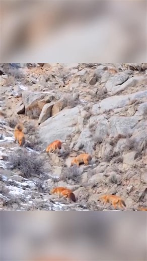 66K views · 491 reactions | Nine wild jackals are seen foraging together in a snow-covered mountain range within a nature reserve in northwest China's Gansu Province. As a crucial species in the food chain, the presence of these jackals plays a vital role in maintaining the ecological balance of the Qilian Mountains. #ChinainSeconds #ChorusofLife #ChineseCulture For more: https://english.cctv.com/ | CCTV | Facebook