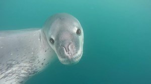 9.1K views · 122 reactions | WATCH: Leopard seals may spend most of their time feeding on tiny krill, but they'll also go for bigger prey! 戀  Learn more: https://oceana.ly/4b6HK0i | Oceana | Facebook