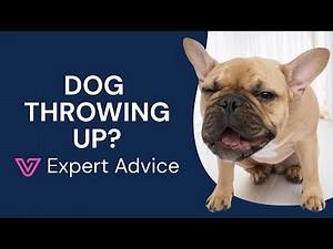 Dog Throwing Up? How to Tell If It's Serious