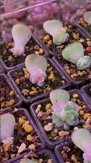 Look at These Cute Baby Succulents Growing from Leaves! 🍃🌱