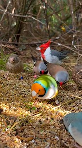 Lots of wonderful finches and softbills in outdoor bird aviary🤩 #birds #animals #bird #nature #animal #relax #aves #aviary #finches | Tropical Aviary Birds - Torben Dehlholm