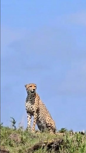 CHEETAH SOUND MEOW