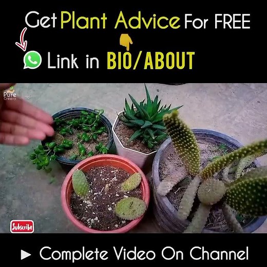 Benefits Of Using Pumice Stones For Plants?