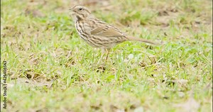 Foraging female house finch on suburban spring lawn searching for seeds and insects then sings a song before flying away, she has stripes on her belly, tail and back