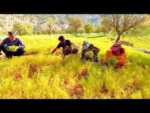 Harvesting Crops (Cowpea): Nomad life - IRAN