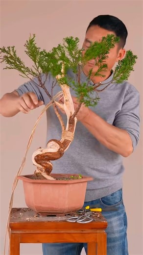 Shaping a small pine tree #bonsai #분재 #moutainlife #bonsaitree #homedecor